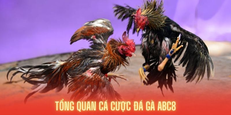 Tổng quan đá gà ABC8 lớn nhất châu Á