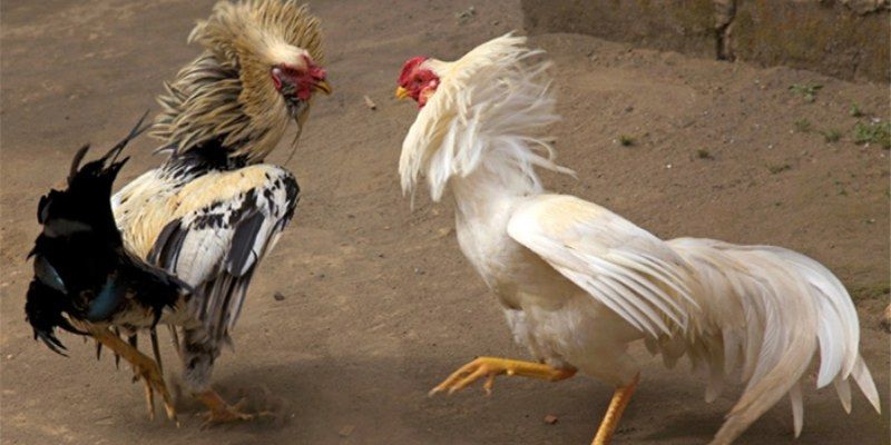Nhiều điểm cần lưu ý khi nuôi gà tre