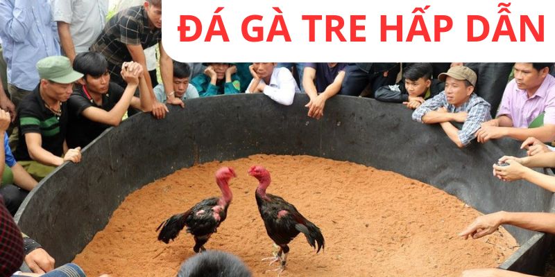 Thể thức giải trí nổi tiếng về đá gà