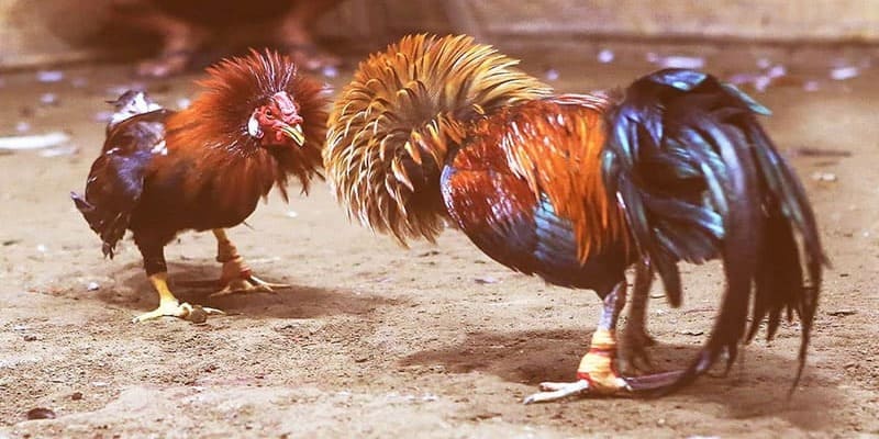 Thể thức giải trí nổi tiếng về đá gà